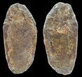 Triassic Fossil Fish In Nodule - Madagascar #53753-1